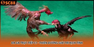 da ga truc tiep c1 thien duong giai tri kich tinh 300x150 1